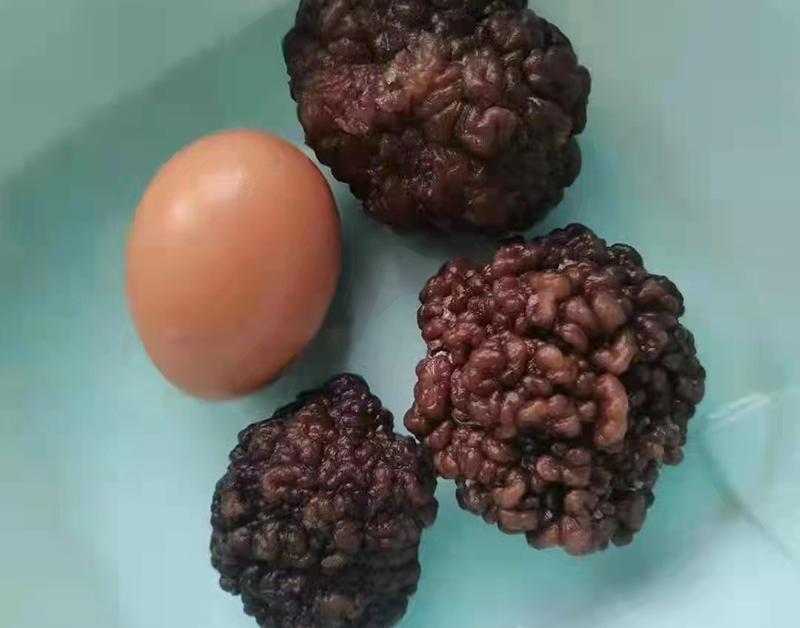 核桃菌
