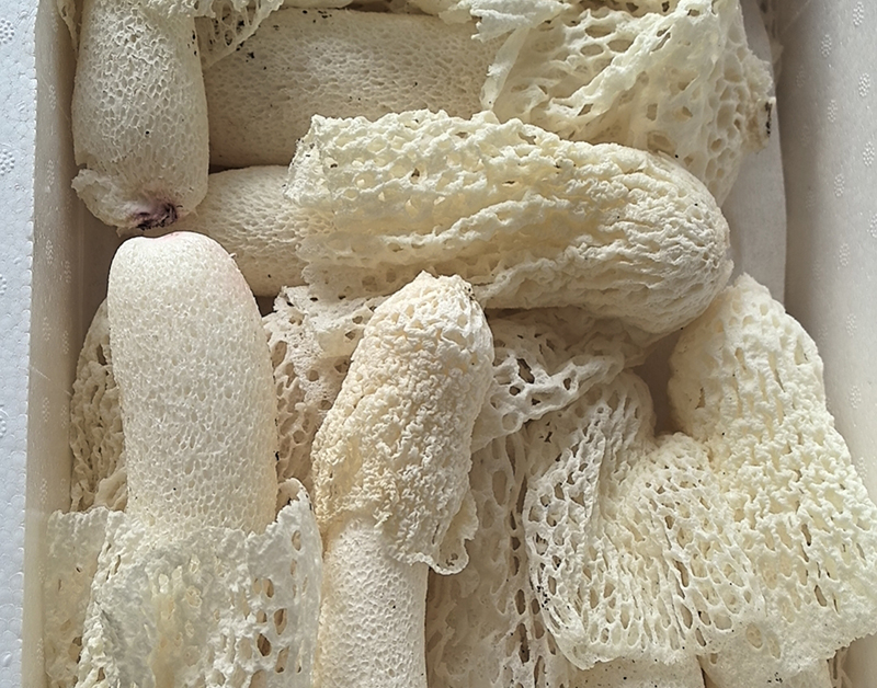 红托竹荪的栽培技术及病虫防治