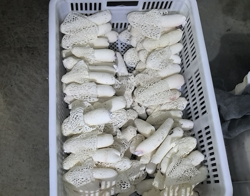 红托竹荪的形态特征