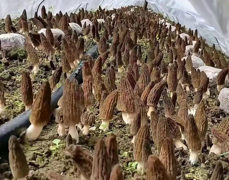 羊肚菌的功效与作用