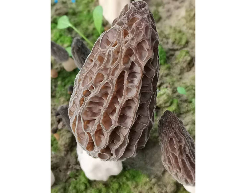 羊肚菌