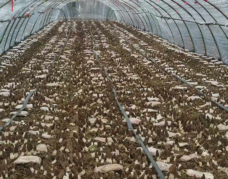 羊肚菌