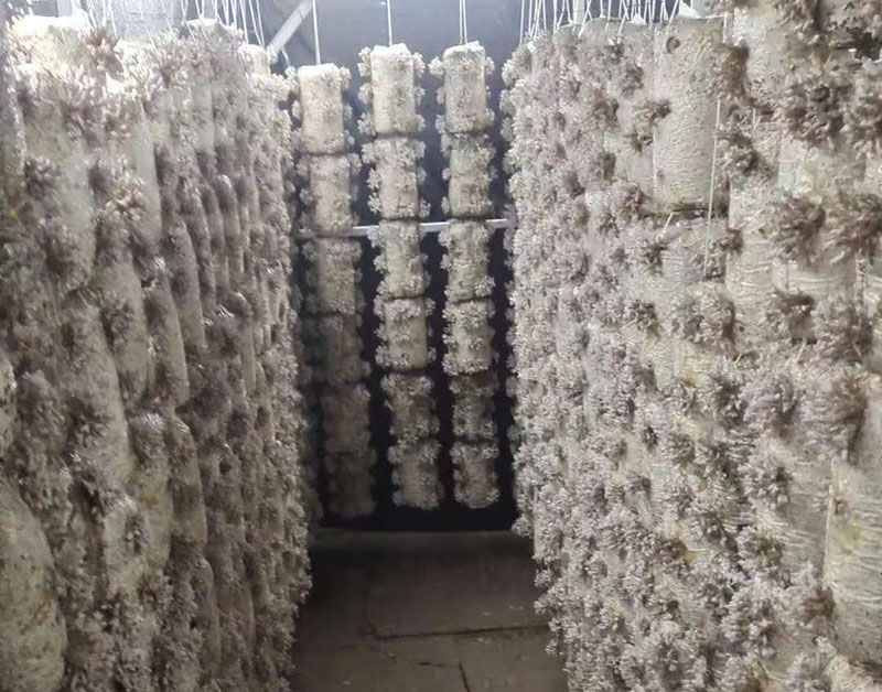 龙爪菇
