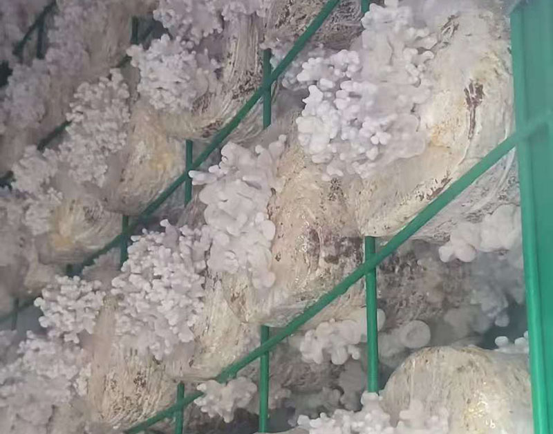 龙爪菇