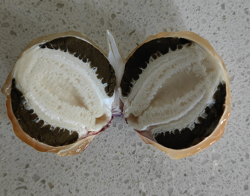 红托竹荪蛋